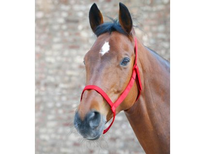 ohlávka hříběcí