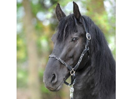 tessa ohlávka kavalkade