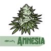 Amnesia CBD