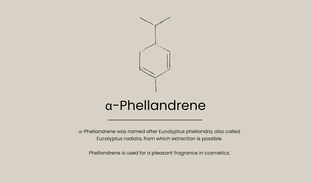 a-phelladrene-text-EN
