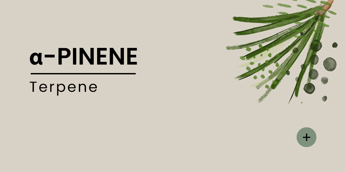 a-pinene-EN