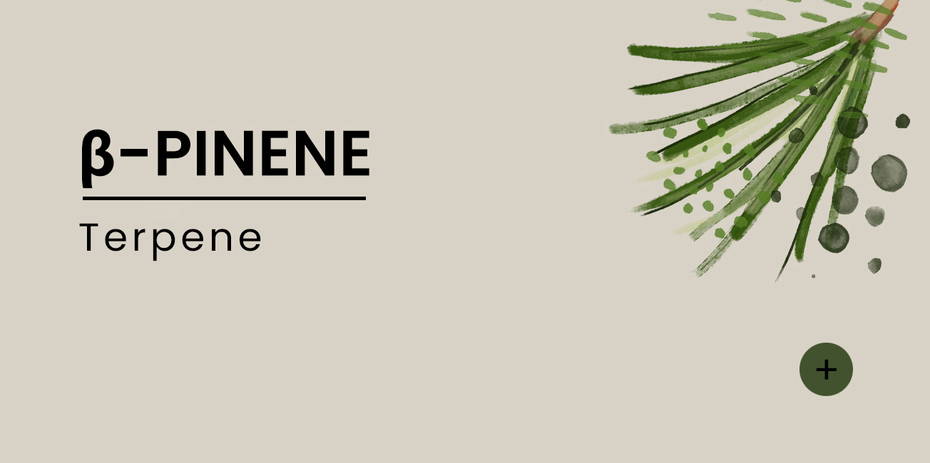 b-pinene-EN