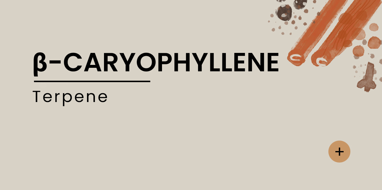 beta-caryophyllene-EN