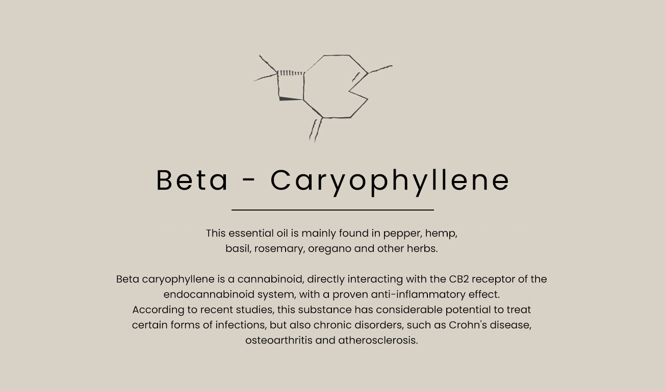 beta-caryophyllene-text-EN