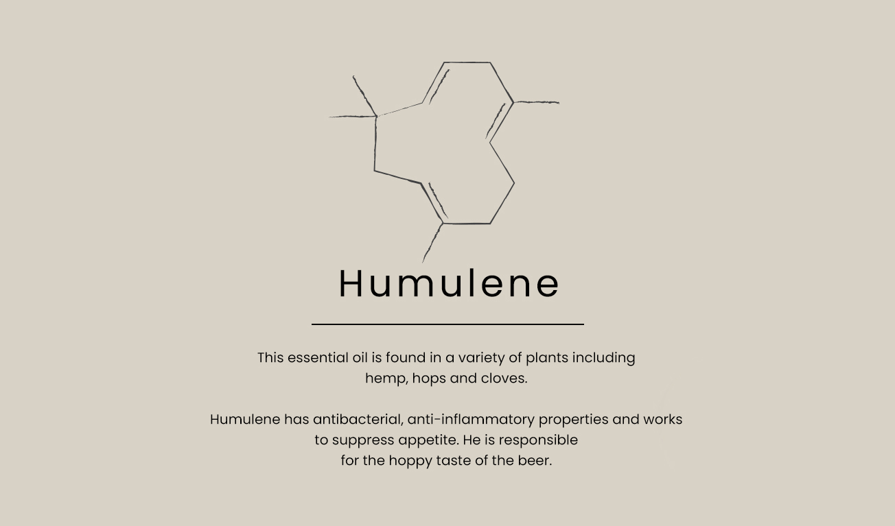 humulene-text-EN