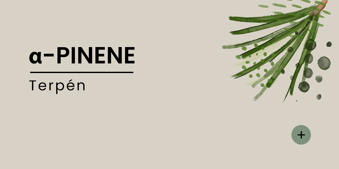 a-pinene-SK