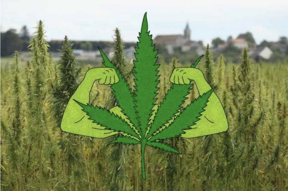 CBD - dlaczego codzienne stosowanie będzie dla dobre dla Twojego zdrowia