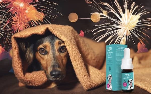 CBD za pozbycie się stresu u zwierząt i ich właścicieli w Sylwestra? Skuteczne rozwiązanie!