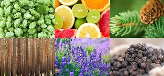 Terpeny z konopi - pachnący prezent z konopi