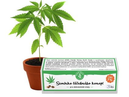 739 1 nasiona konopi cbd medical 3 sztuk