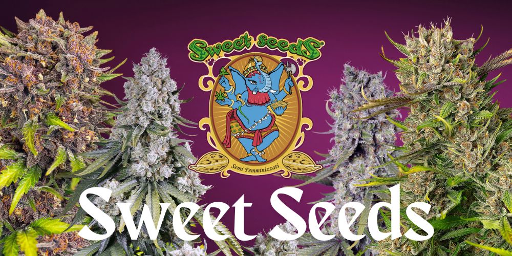 Sweet Seeds – farebné a aromatické genetiky zo Španielska