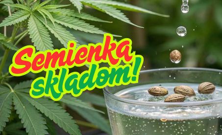 Semienka marihuany skladom