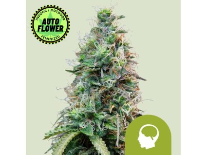 Na obrázku je pohľad na rastlinu konope vyrastenú zo semena konope Amnesia Haze Auto RQ 1