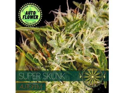 Na obrázku je pohľad na rastlinu konope vyrastenú zo semena konope Super Skunk Auto VS 1
