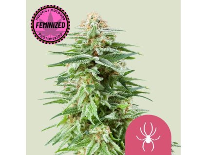 Na obrázku je zobrazená raslina marihuany White Widow FEM RQS na jemne zelenom pozadí