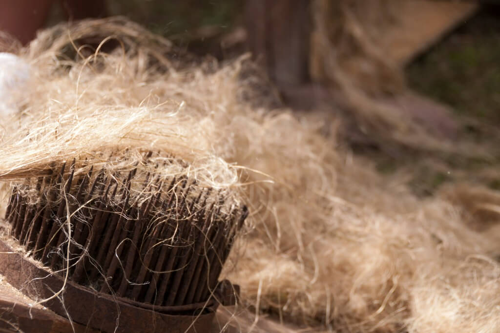 Naši predkovia na území Slovenska konopu poznali a pestovali