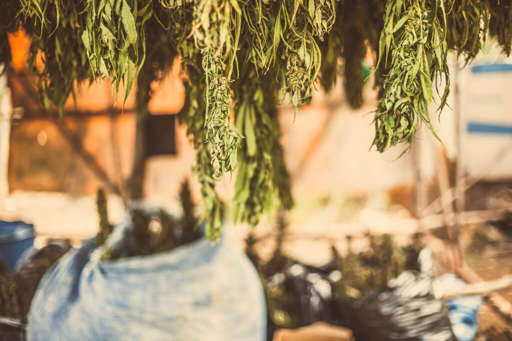 Obsah CBD a THC v konope v otázkach jej využitia a legálnosti