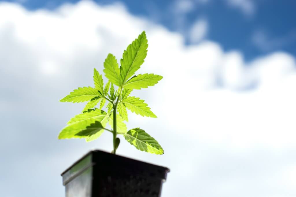 Konopa: ako môžeme dosiahnuť Zelenú Obnovu