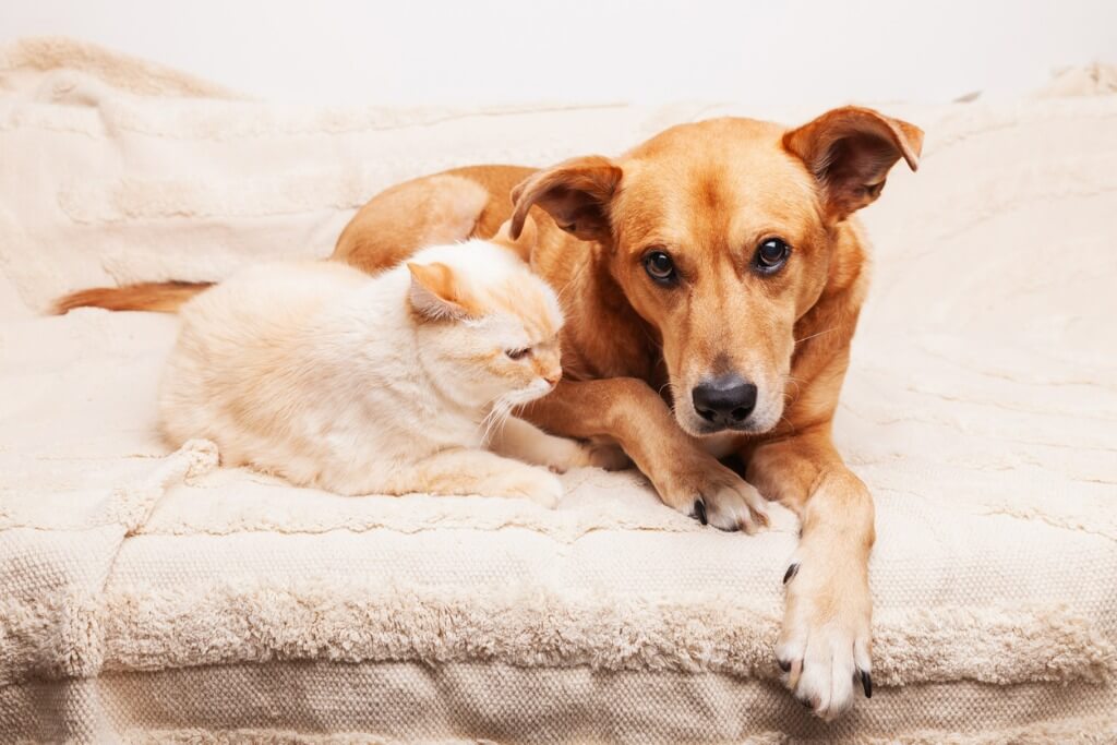 CBD pre psy a mačky – bezpečnosť