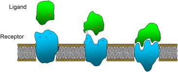 ligand and receptor