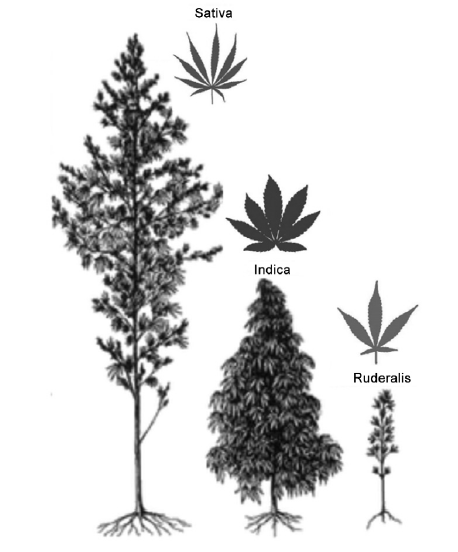 druhy konopy - sativa, indica, ruderalis