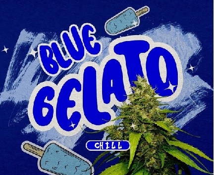 NÁVRAT LEGENDY - CBD KVĚTY BLUE GELATO CHILL