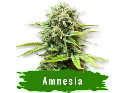 Amnesia auto semena marihuany