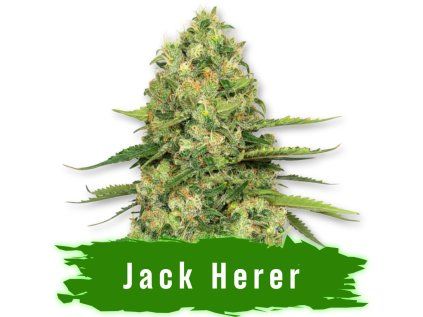 Jack Herer auto semena marihuany