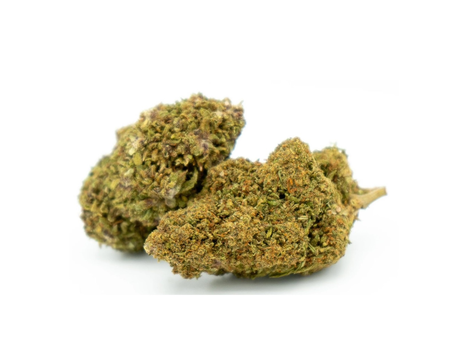 FTS Orange Bud