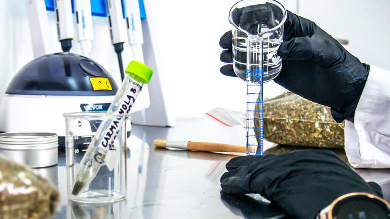 priprava-vzorku-pro-stanoveni-kanabinoidu-v-laboratori-konopneho-taty
