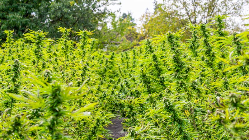 vlastni-konopi-vlastni-vyroba-proto-vse-funguje