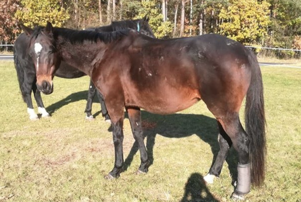 Dominik: Příběh mého koně