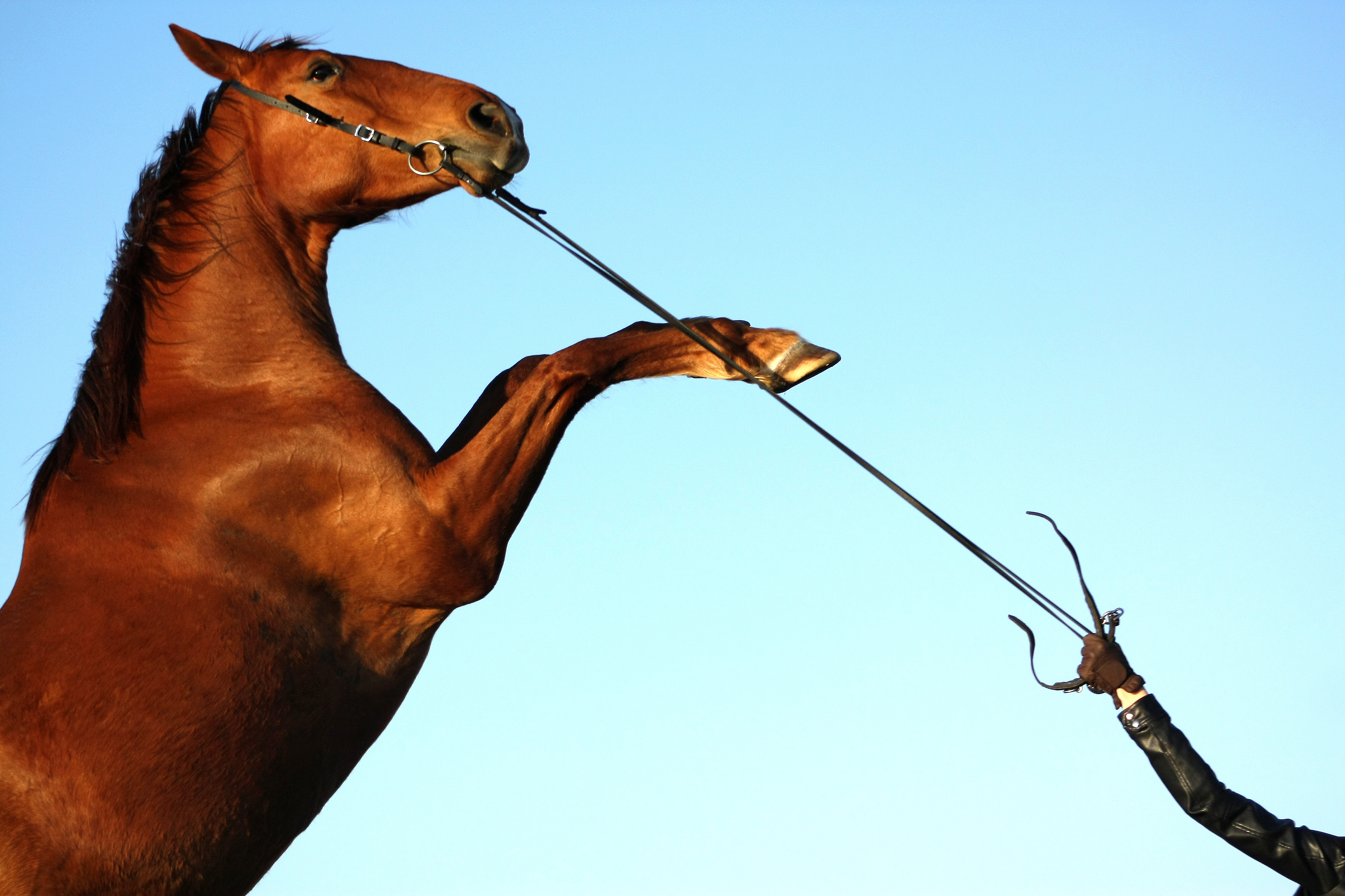 Výcvik koně bez trestů? Podle Rachaël Draaisma to jde