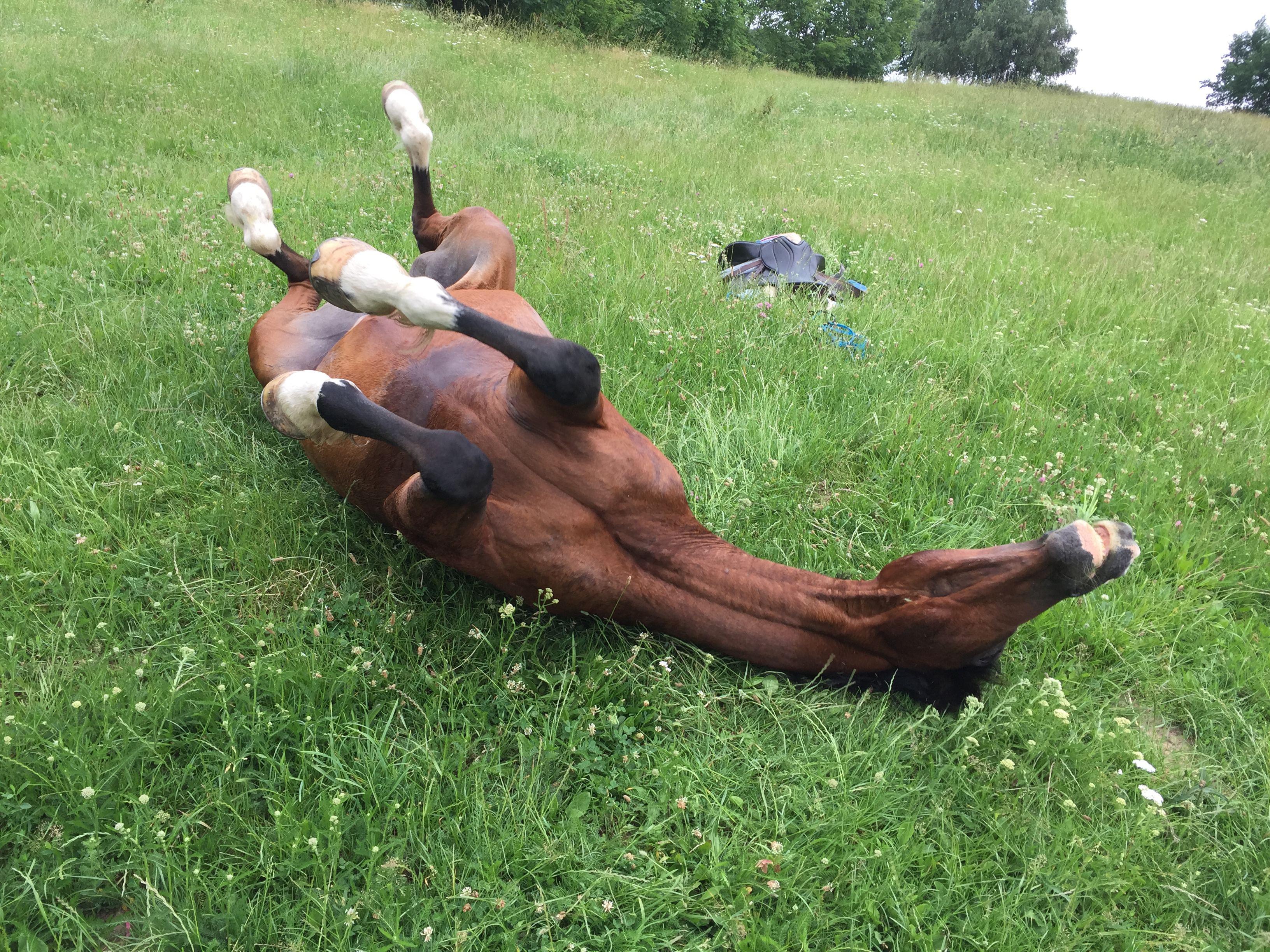 5 koňských signálů, které vás překvapí