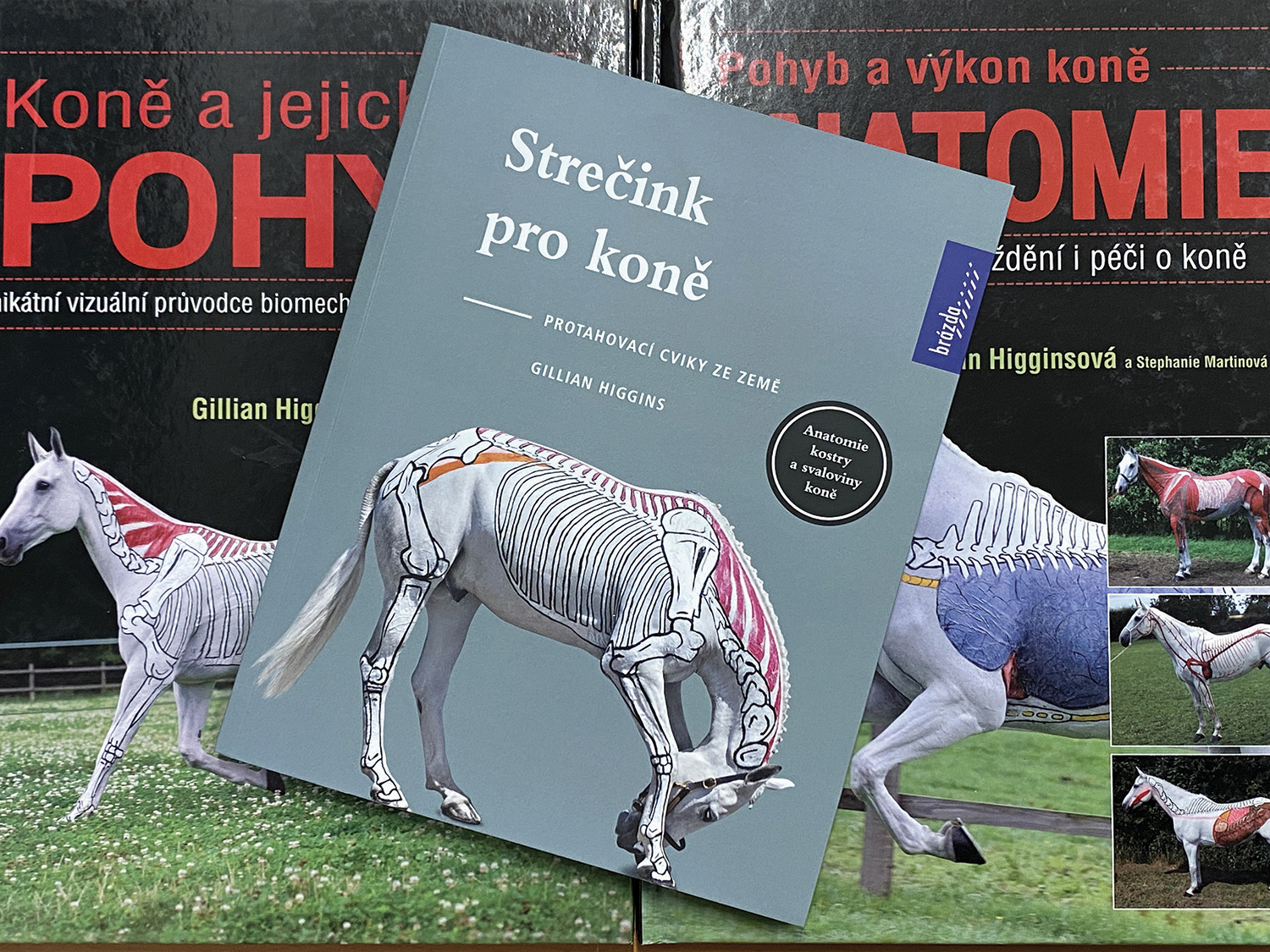 Recenze: Strečink pro koně