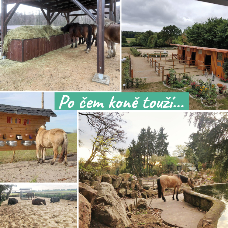 Máte koně „venku“? A spíte dobře?