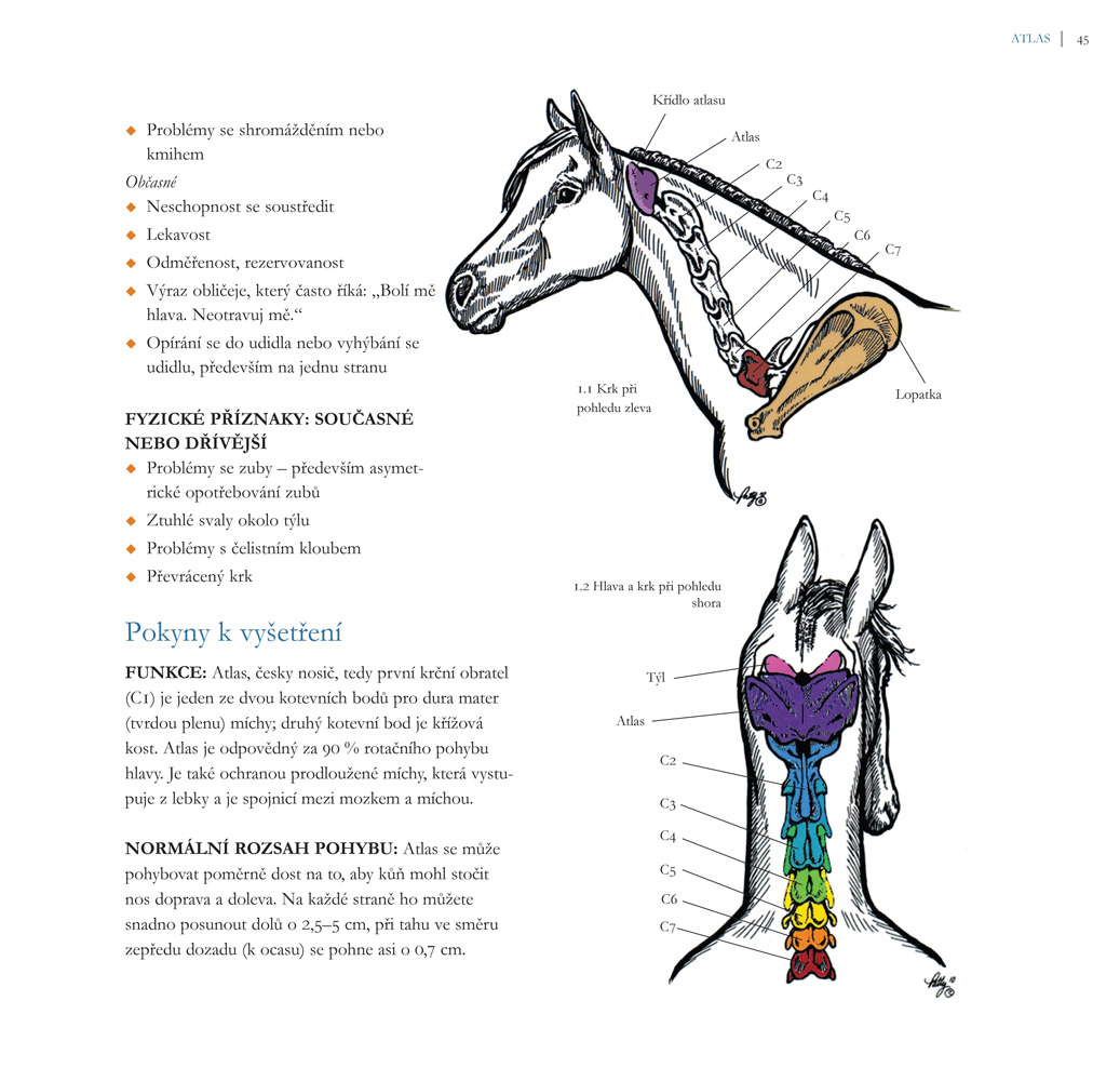 Chiropraxe, Kde to mého koně bolí? Renee Tucker, Atlas