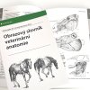 Obrazový slovník veterinární anatomie (Constantinescu M. Gheorghe)