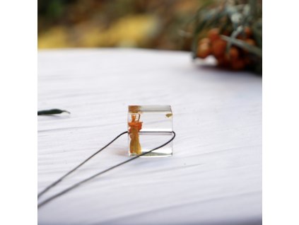 čirá krychle s lichořeřišnicí