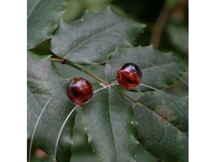 kulaté vínové pecky s lichořeřišnicí