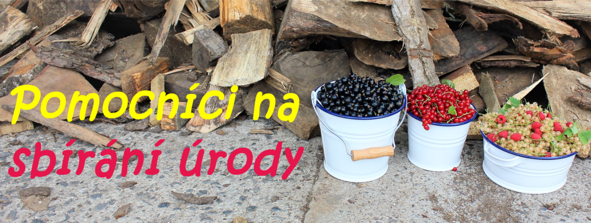 Plechová vědra na sbírání úrody