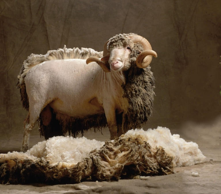 " Prírodná koža -vedľajší produkt, nie dôvod na zabíjanie"