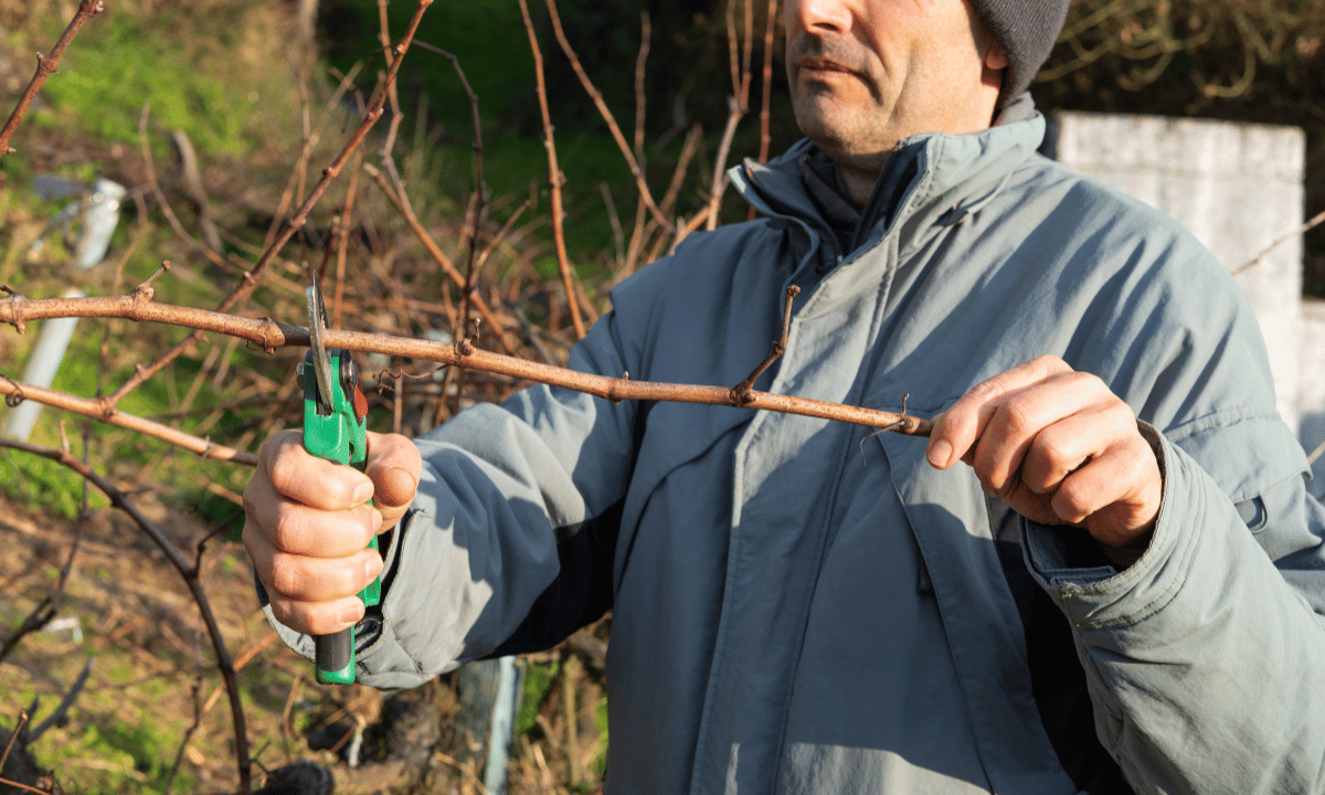 Przycinanie winorośli