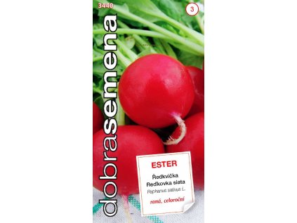 Rzodkiewka - ESTER