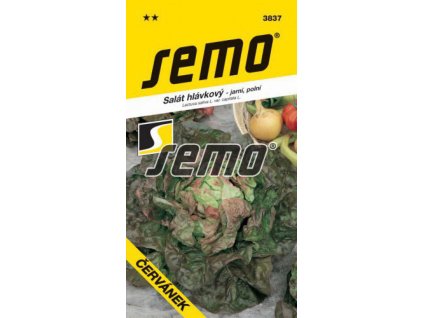 Sałata Sałata czerwona