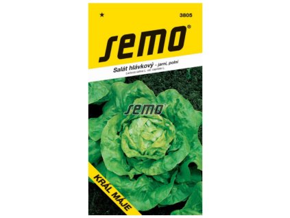 Król majowej sałaty