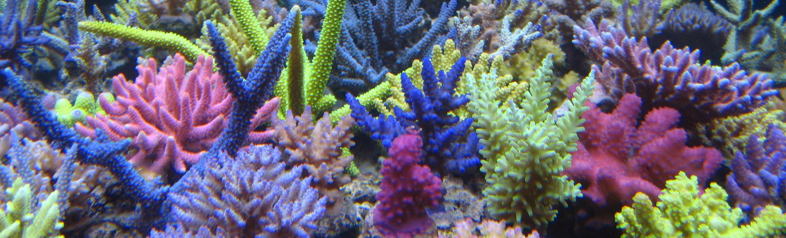 kz_banner_gen_corals_4