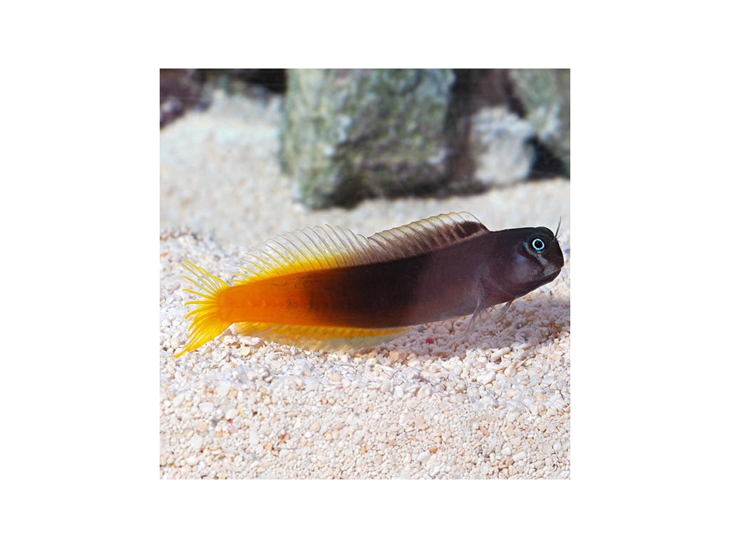 Ecsenius bicolor