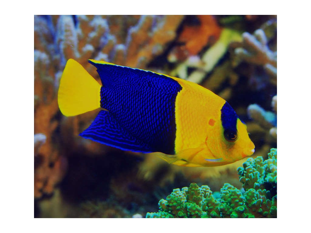 vyr 1910 BicolorAngelfish2