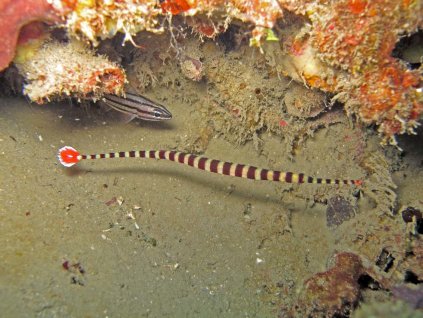 Dunckerocampus dactyliophorus 10-12cm